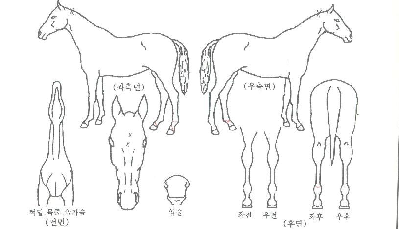 µå¸²·ÎµåÀÇ Ãø¸é,¿ì¸é,µÞ¸é,µÎ»ó,´Ù¸®ÀÇ Æ¯Â¡µµÇØ