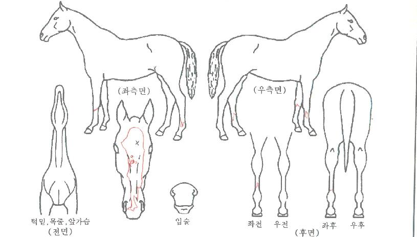 ¿ÃµåõÇÏÀÇ Ãø¸é,¿ì¸é,µÞ¸é,µÎ»ó,´Ù¸®ÀÇ Æ¯Â¡µµÇØ