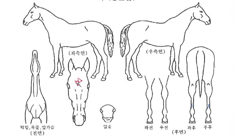 ½º¸¶Æ®´ëº¸ÀÇ Ãø¸é,¿ì¸é,µÞ¸é,µÎ»ó,´Ù¸®ÀÇ Æ¯Â¡µµÇØ