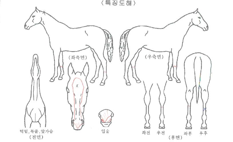 À¯Á¤Ã¨ÇÁÀÇ Ãø¸é,¿ì¸é,µÞ¸é,µÎ»ó,´Ù¸®ÀÇ Æ¯Â¡µµÇØ