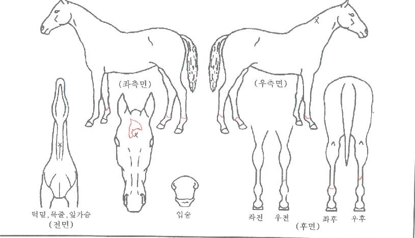 ÇÁ¸°¼¼½º»è½ºÀÇ Ãø¸é,¿ì¸é,µÞ¸é,µÎ»ó,´Ù¸®ÀÇ Æ¯Â¡µµÇØ