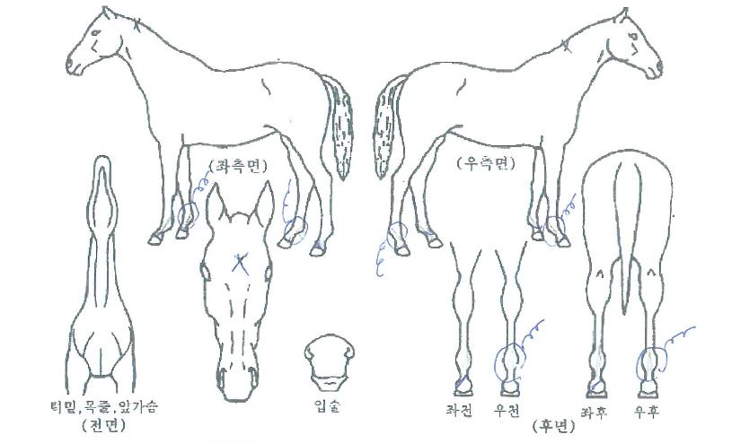 Ư±ÇÀÇ Ãø¸é,¿ì¸é,µÞ¸é,µÎ»ó,´Ù¸®ÀÇ Æ¯Â¡µµÇØ