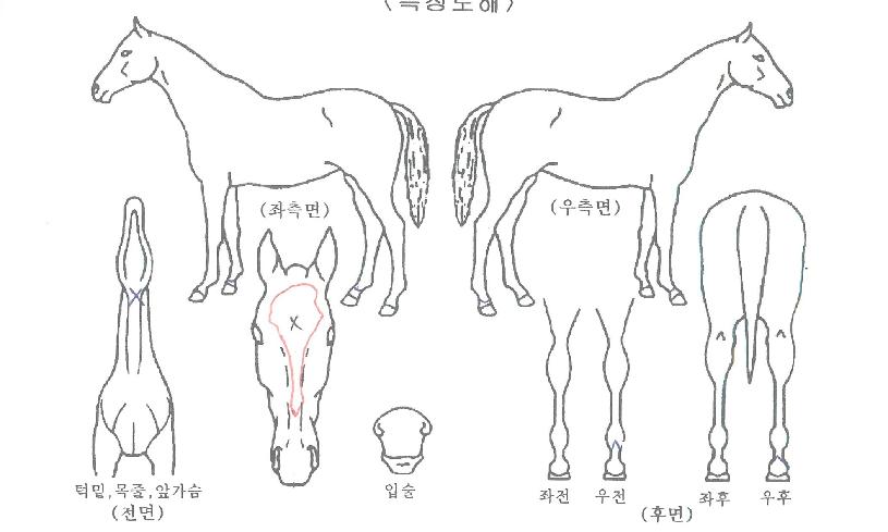 ºí·¢¿ÍÀϵåÀÇ Ãø¸é,¿ì¸é,µÞ¸é,µÎ»ó,´Ù¸®ÀÇ Æ¯Â¡µµÇØ