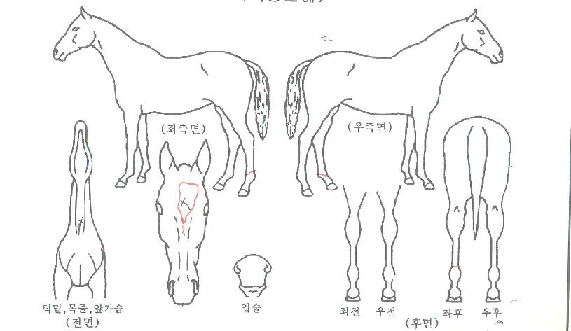 Åõ½ºÅ¸ÀÏÀÇ Ãø¸é,¿ì¸é,µÞ¸é,µÎ»ó,´Ù¸®ÀÇ Æ¯Â¡µµÇØ