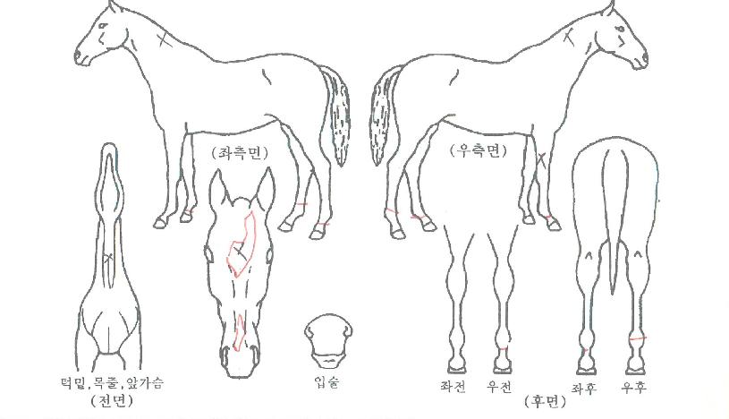 ´ÚÅÍÆäÀ̽ºÀÇ Ãø¸é,¿ì¸é,µÞ¸é,µÎ»ó,´Ù¸®ÀÇ Æ¯Â¡µµÇØ