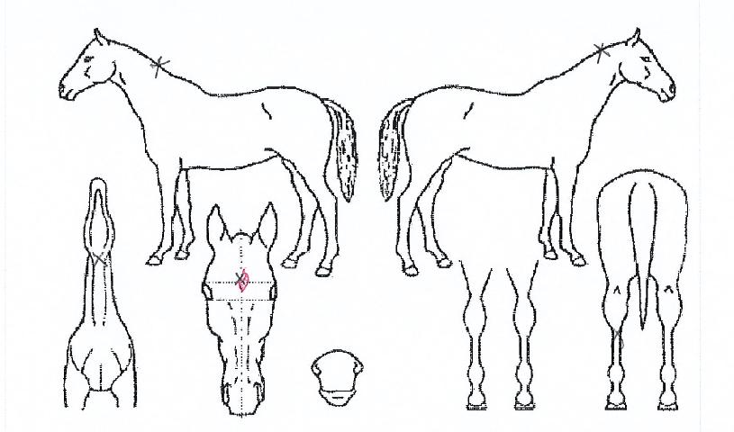 ´ñÃ÷¸¶À̺¸ÀÌÀÇ Ãø¸é,¿ì¸é,µÞ¸é,µÎ»ó,´Ù¸®ÀÇ Æ¯Â¡µµÇØ