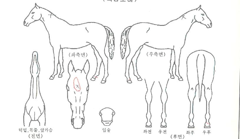 û¸íÀÚ¸¶ÀÇ Ãø¸é,¿ì¸é,µÞ¸é,µÎ»ó,´Ù¸®ÀÇ Æ¯Â¡µµÇØ