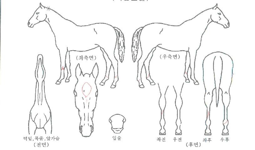 ºÎ¹Ì½ºÅ¸ÀÇ Ãø¸é,¿ì¸é,µÞ¸é,µÎ»ó,´Ù¸®ÀÇ Æ¯Â¡µµÇØ