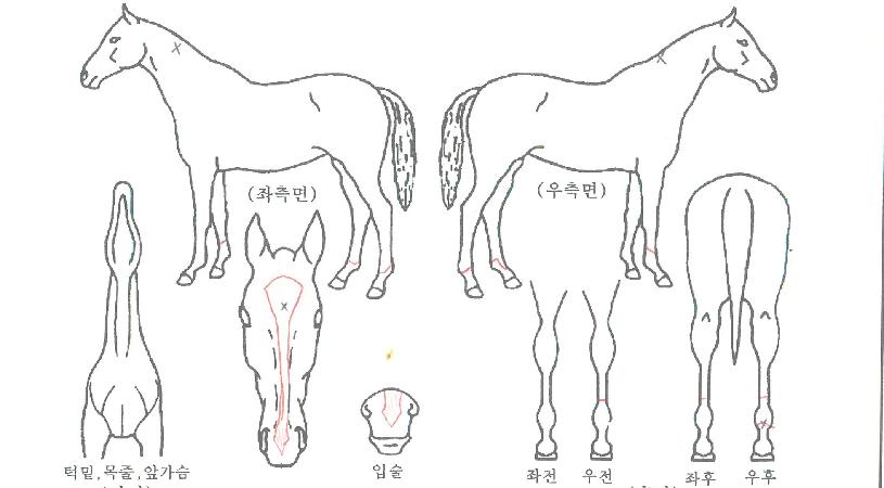 ·Î¿¹öŬ¸®ÀÇ Ãø¸é,¿ì¸é,µÞ¸é,µÎ»ó,´Ù¸®ÀÇ Æ¯Â¡µµÇØ