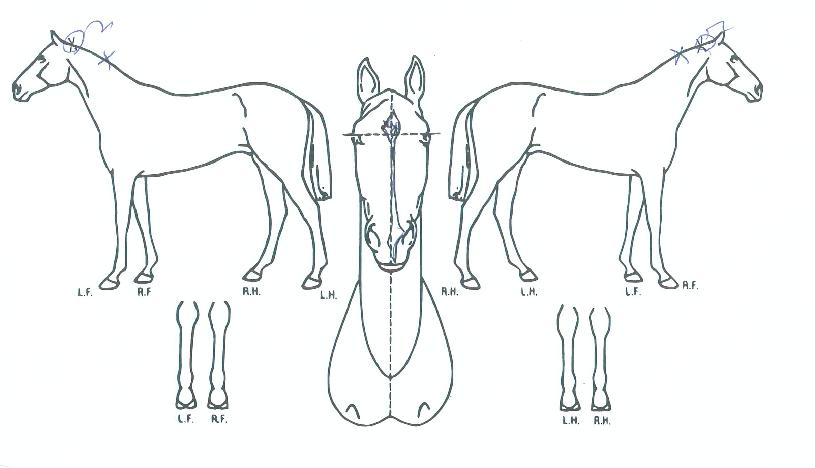 ¹®Çп¡Ä«Æ¼ÀÇ Ãø¸é,¿ì¸é,µÞ¸é,µÎ»ó,´Ù¸®ÀÇ Æ¯Â¡µµÇØ