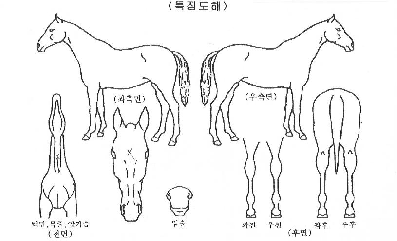 ÀºÇý°¡µæÀÇ Ãø¸é,¿ì¸é,µÞ¸é,µÎ»ó,´Ù¸®ÀÇ Æ¯Â¡µµÇØ