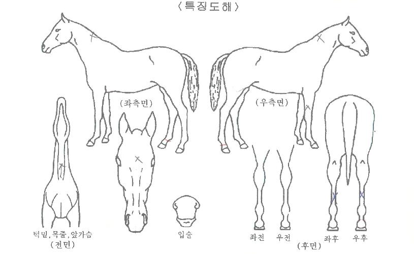 ¸¶½ºÅͼ±»þÀÎÀÇ Ãø¸é,¿ì¸é,µÞ¸é,µÎ»ó,´Ù¸®ÀÇ Æ¯Â¡µµÇØ