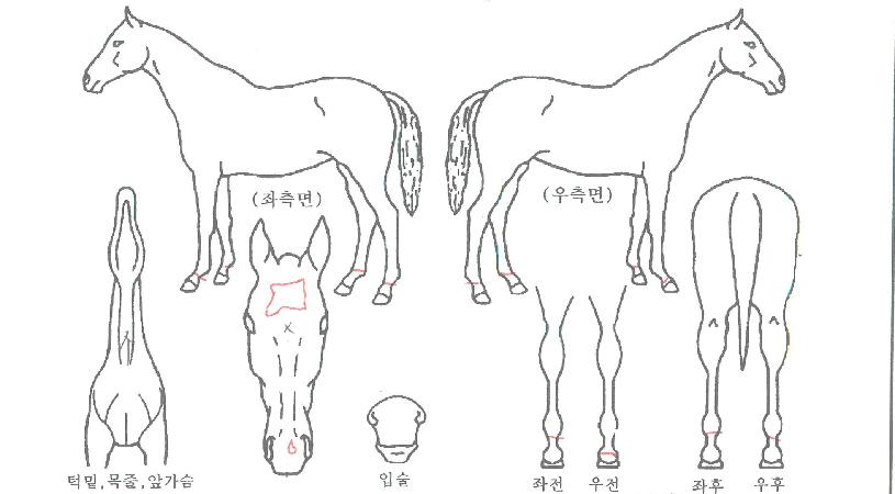 ±Ý¼¼´ÙÀÇ Ãø¸é,¿ì¸é,µÞ¸é,µÎ»ó,´Ù¸®ÀÇ Æ¯Â¡µµÇØ