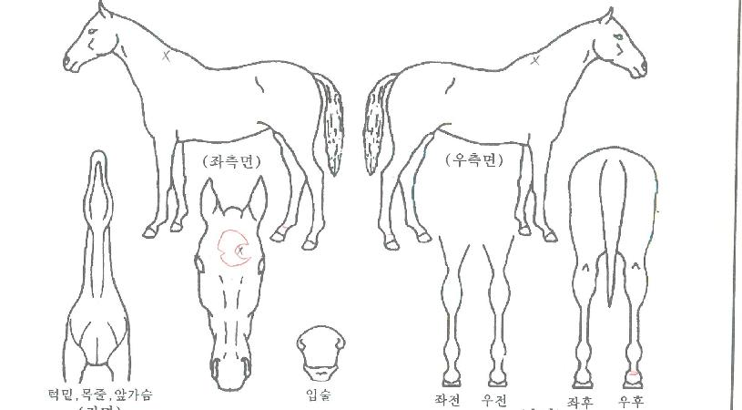 ÃÖ°¹«Áö°³ÀÇ Ãø¸é,¿ì¸é,µÞ¸é,µÎ»ó,´Ù¸®ÀÇ Æ¯Â¡µµÇØ