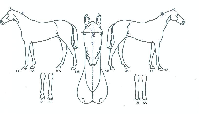 Ä«ÀÏ·ëÁ¦¿ÕÀÇ Ãø¸é,¿ì¸é,µÞ¸é,µÎ»ó,´Ù¸®ÀÇ Æ¯Â¡µµÇØ