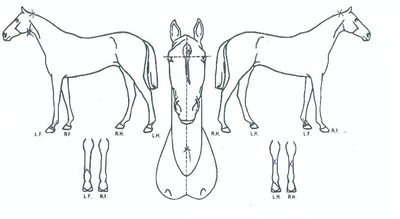 ¶¯Å¥º¸½ºÀÇ Ãø¸é,¿ì¸é,µÞ¸é,µÎ»ó,´Ù¸®ÀÇ Æ¯Â¡µµÇØ