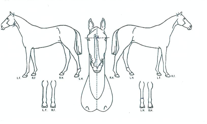 µ¹¾Æ¿ÂºÒÆÐÀÇ Ãø¸é,¿ì¸é,µÞ¸é,µÎ»ó,´Ù¸®ÀÇ Æ¯Â¡µµÇØ