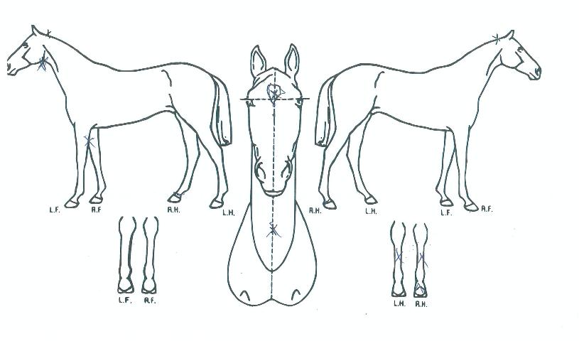 ¿ÍÀϵå¹ÂÁ÷ÀÇ Ãø¸é,¿ì¸é,µÞ¸é,µÎ»ó,´Ù¸®ÀÇ Æ¯Â¡µµÇØ