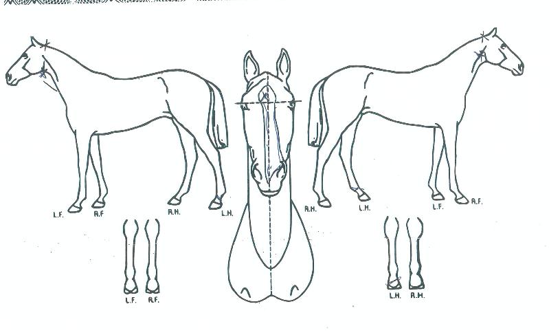 Ŭ¸°¾÷»þÀÎÀÇ Ãø¸é,¿ì¸é,µÞ¸é,µÎ»ó,´Ù¸®ÀÇ Æ¯Â¡µµÇØ