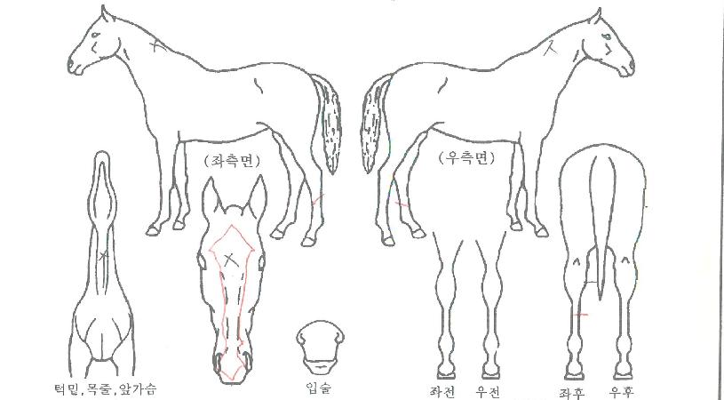 ¿ëõÀÇ Ãø¸é,¿ì¸é,µÞ¸é,µÎ»ó,´Ù¸®ÀÇ Æ¯Â¡µµÇØ