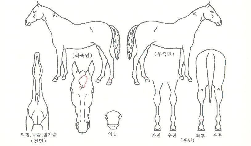 ºÒÆÐ¿µ±¤ÀÇ Ãø¸é,¿ì¸é,µÞ¸é,µÎ»ó,´Ù¸®ÀÇ Æ¯Â¡µµÇØ