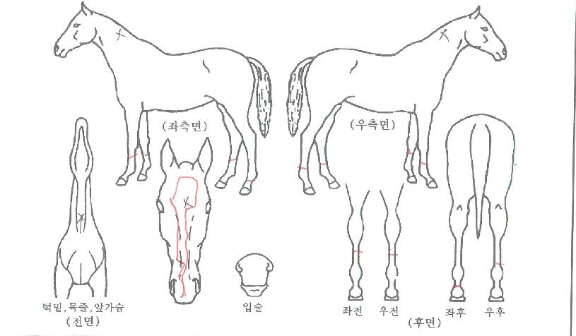 ¼º½ÇÃÖ°íÀÇ Ãø¸é,¿ì¸é,µÞ¸é,µÎ»ó,´Ù¸®ÀÇ Æ¯Â¡µµÇØ