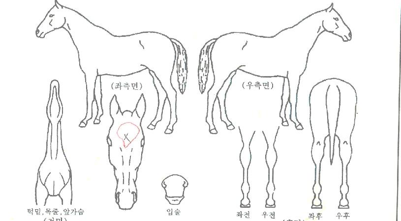 ½ºÅڷ糪ÀÇ Ãø¸é,¿ì¸é,µÞ¸é,µÎ»ó,´Ù¸®ÀÇ Æ¯Â¡µµÇØ