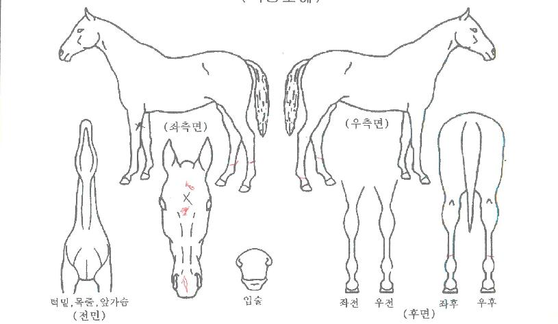 À§³Ê½ºÅ¸ÀÇ Ãø¸é,¿ì¸é,µÞ¸é,µÎ»ó,´Ù¸®ÀÇ Æ¯Â¡µµÇØ