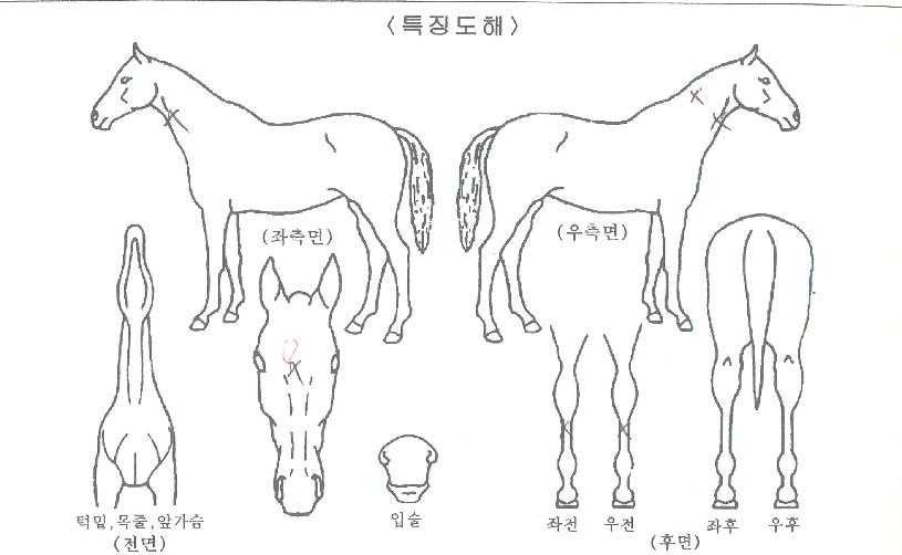 Æ÷»çÆ÷»çÀÇ Ãø¸é,¿ì¸é,µÞ¸é,µÎ»ó,´Ù¸®ÀÇ Æ¯Â¡µµÇØ