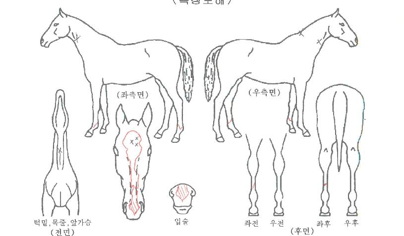 ¿ÍÄõÀÌÃ÷·¯ºêÀÚ¸¶ÀÇ Ãø¸é,¿ì¸é,µÞ¸é,µÎ»ó,´Ù¸®ÀÇ Æ¯Â¡µµÇØ