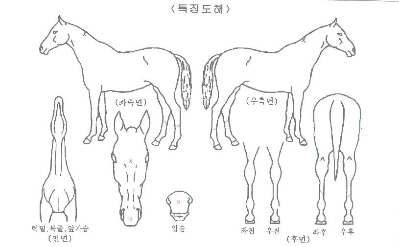 ½ºÅÚ¶óÄýÀÇ Ãø¸é,¿ì¸é,µÞ¸é,µÎ»ó,´Ù¸®ÀÇ Æ¯Â¡µµÇØ