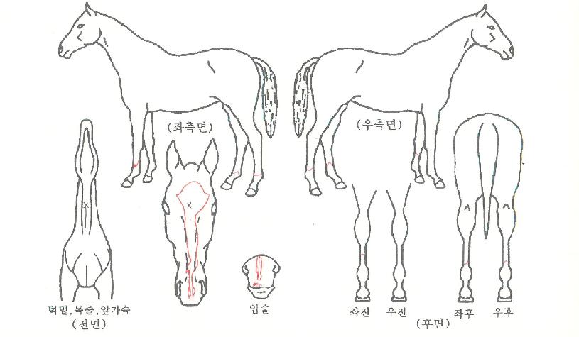 µ¿¹æ»ç±âÀÇ Ãø¸é,¿ì¸é,µÞ¸é,µÎ»ó,´Ù¸®ÀÇ Æ¯Â¡µµÇØ