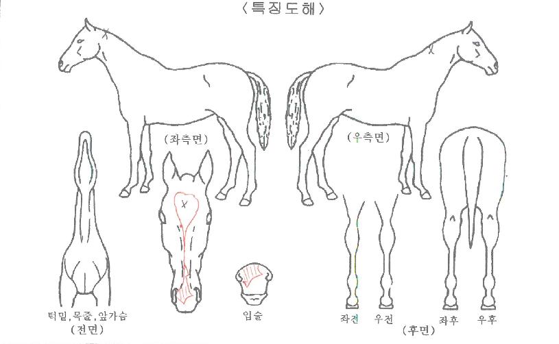 ·¹µåÆ«¸³ÀÚ¸¶ÀÇ Ãø¸é,¿ì¸é,µÞ¸é,µÎ»ó,´Ù¸®ÀÇ Æ¯Â¡µµÇØ