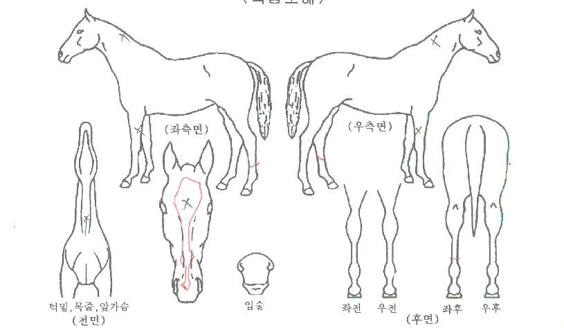 ´ç´ë·¯³ÊÀÇ Ãø¸é,¿ì¸é,µÞ¸é,µÎ»ó,´Ù¸®ÀÇ Æ¯Â¡µµÇØ