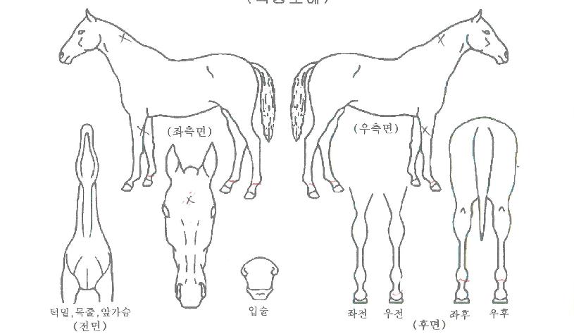 µð¾îÅ·ÀÇ Ãø¸é,¿ì¸é,µÞ¸é,µÎ»ó,´Ù¸®ÀÇ Æ¯Â¡µµÇØ