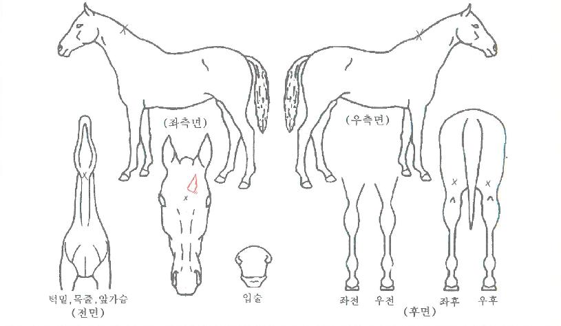 ¿£¸°ÀÚ¸¶ÀÇ Ãø¸é,¿ì¸é,µÞ¸é,µÎ»ó,´Ù¸®ÀÇ Æ¯Â¡µµÇØ