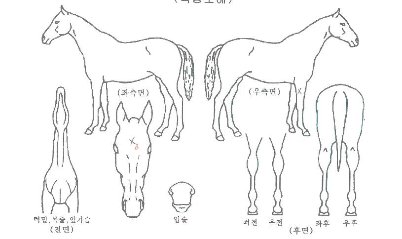 ĸƼºêÀÚ¸¶ÀÇ Ãø¸é,¿ì¸é,µÞ¸é,µÎ»ó,´Ù¸®ÀÇ Æ¯Â¡µµÇØ