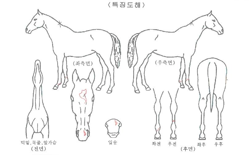 ¼ºÄ¡´ë·ÎÀÇ Ãø¸é,¿ì¸é,µÞ¸é,µÎ»ó,´Ù¸®ÀÇ Æ¯Â¡µµÇØ