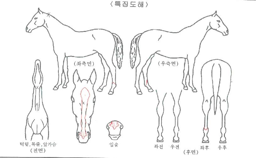 èÇÁ±×¸°ÀÇ Ãø¸é,¿ì¸é,µÞ¸é,µÎ»ó,´Ù¸®ÀÇ Æ¯Â¡µµÇØ
