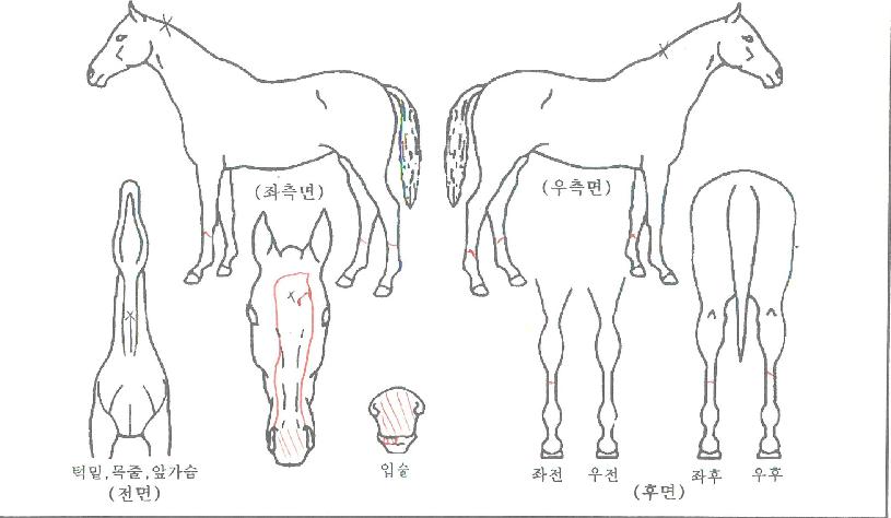 ¿À·»Áö°³¶óÁöÀÇ Ãø¸é,¿ì¸é,µÞ¸é,µÎ»ó,´Ù¸®ÀÇ Æ¯Â¡µµÇØ