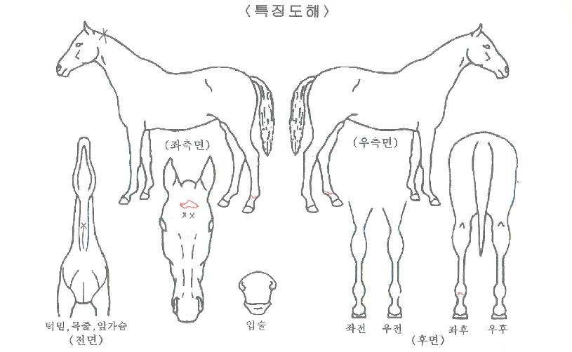 ´ÚÅÍÄ®¸®ÆÄÀÇ Ãø¸é,¿ì¸é,µÞ¸é,µÎ»ó,´Ù¸®ÀÇ Æ¯Â¡µµÇØ