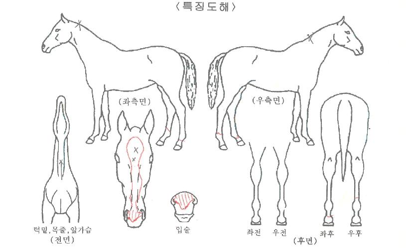 ¼º½Ç½ÃÈÀÇ Ãø¸é,¿ì¸é,µÞ¸é,µÎ»ó,´Ù¸®ÀÇ Æ¯Â¡µµÇØ