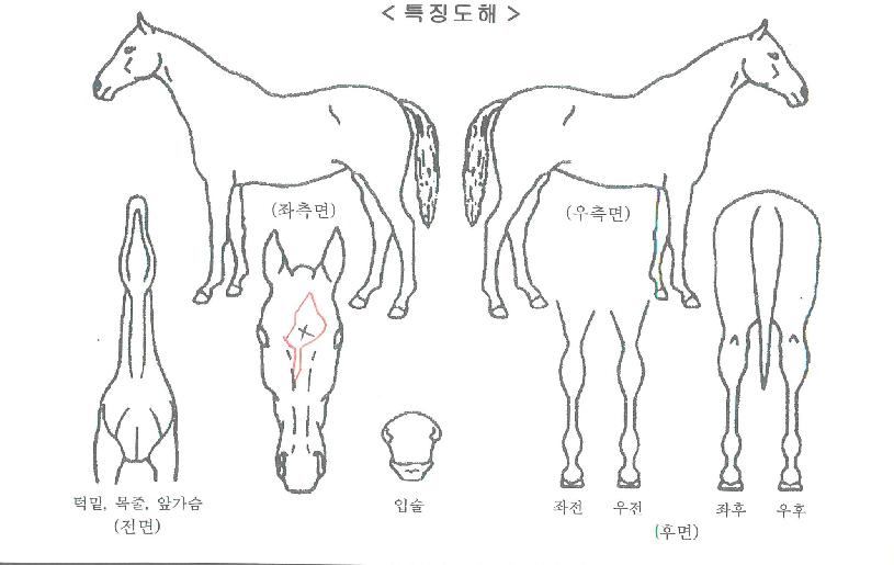 ½º¸¶Æ®»þÅ©ÀÇ Ãø¸é,¿ì¸é,µÞ¸é,µÎ»ó,´Ù¸®ÀÇ Æ¯Â¡µµÇØ