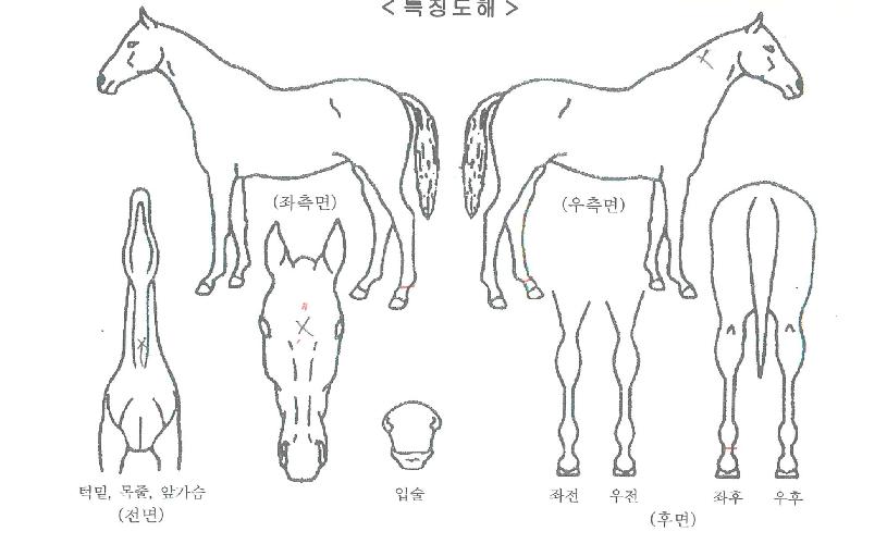 Ç÷¹ÀÌ´õÀεðÀÇ Ãø¸é,¿ì¸é,µÞ¸é,µÎ»ó,´Ù¸®ÀÇ Æ¯Â¡µµÇØ