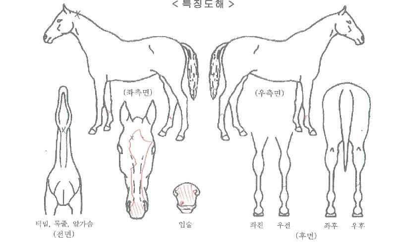 Á¤¹®Ä¡Å¸ÀÇ Ãø¸é,¿ì¸é,µÞ¸é,µÎ»ó,´Ù¸®ÀÇ Æ¯Â¡µµÇØ