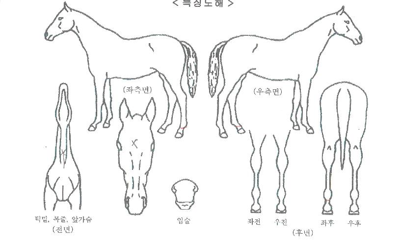 ½º¸¶Æ®¼ºêÀÚ¸¶ÀÇ Ãø¸é,¿ì¸é,µÞ¸é,µÎ»ó,´Ù¸®ÀÇ Æ¯Â¡µµÇØ