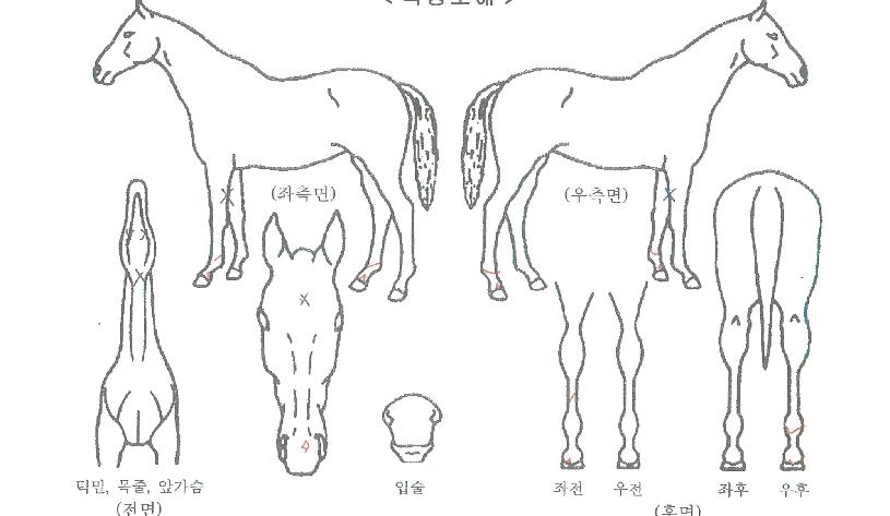 º¸¶÷ÀÌÀÇ Ãø¸é,¿ì¸é,µÞ¸é,µÎ»ó,´Ù¸®ÀÇ Æ¯Â¡µµÇØ