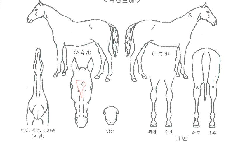 ºÒÀÇÈ¥ÀÇ Ãø¸é,¿ì¸é,µÞ¸é,µÎ»ó,´Ù¸®ÀÇ Æ¯Â¡µµÇØ