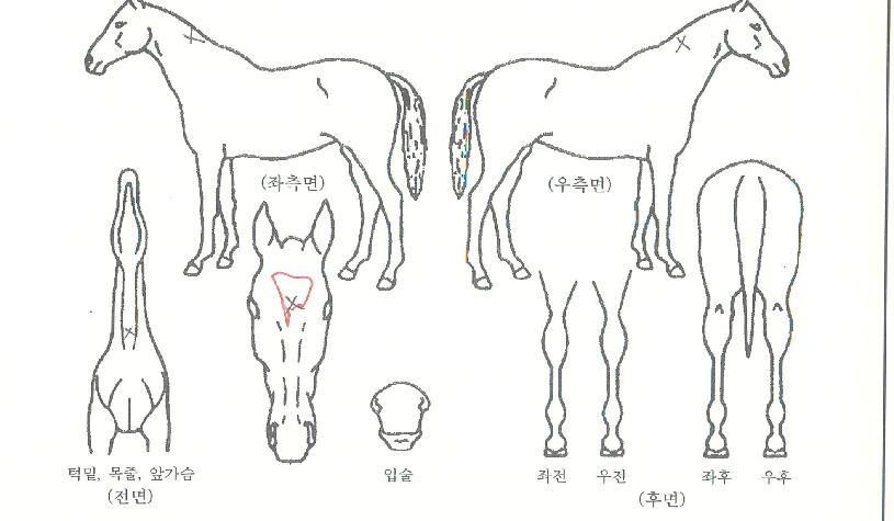 Æ®¸®Çü±´õÀÇ Ãø¸é,¿ì¸é,µÞ¸é,µÎ»ó,´Ù¸®ÀÇ Æ¯Â¡µµÇØ