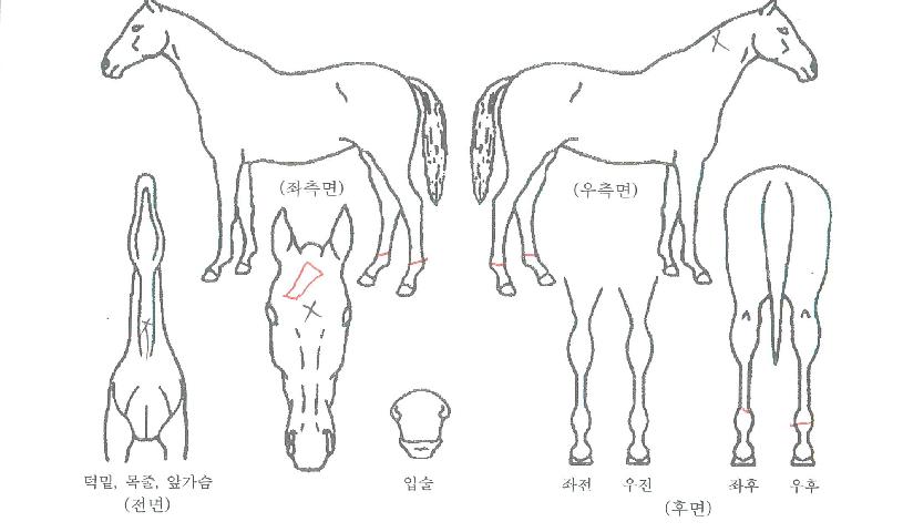 ±Ý¾ÆÆÐ¼Å³ÊÆ®ÀÇ Ãø¸é,¿ì¸é,µÞ¸é,µÎ»ó,´Ù¸®ÀÇ Æ¯Â¡µµÇØ